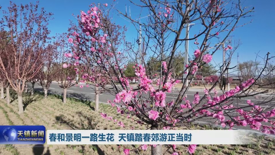 春和景明一路生花 天鎮(zhèn)踏春郊游正當(dāng)時(shí)